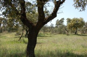 parcelas y terrenos en venta urbanizacion atalaya del alberche (9).jpg